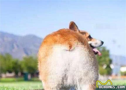 为什么柯基犬深受欢迎？这些优点，养过的都赞不绝口