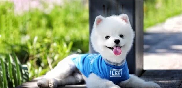 原来博美犬这么“可怕”，难怪这么少人养