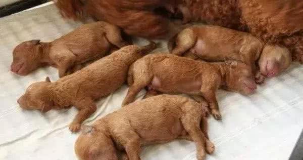 犬类宠物的发育时间表