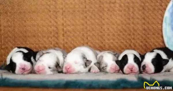 犬类宠物的发育时间表