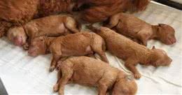 犬类宠物的发育时间表