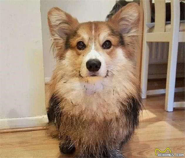 养柯基犬是一种什么体验？网友：我现在后悔得只想哭