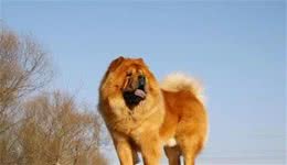 养好松狮犬，你不可不知道的小秘密