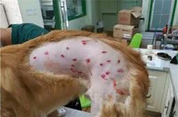 狗狗最多见的5种皮肤病，主人一定得多预防！