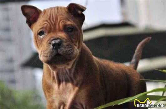 国产犬中的“攻击机”—川东猎犬