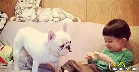 斗牛犬的奇妙史—法国斗牛犬