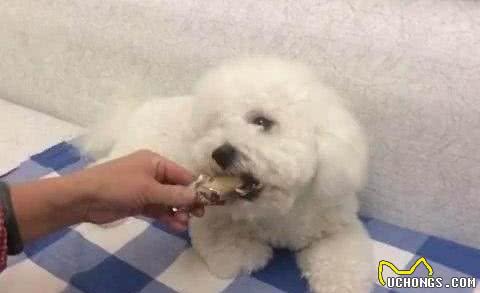 比熊犬的正确饲养方法，你做到几点？