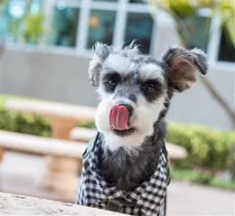 怎么挑选一只品相好的雪纳瑞犬？关键有几点