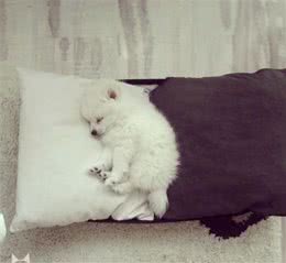 太有趣了！那些又萌又可爱的小狗狗