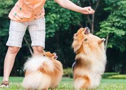 博美犬一生必经的5个阶段，你家的处于哪一个阶段？