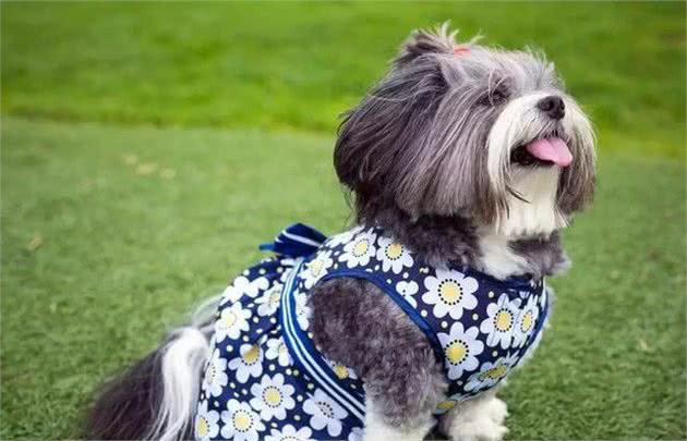 如何养狗系列216爱犬的冬季护理