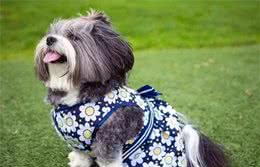 如何养狗系列216爱犬的冬季护理