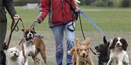 实用帖：遛狗必备5大件，让你放心出门