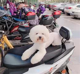 狗狗常常呕吐的原因是什么？有什么办法？