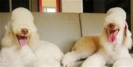 贝灵顿梗犬能长多大雄性贝灵顿梗犬体重18到22磅