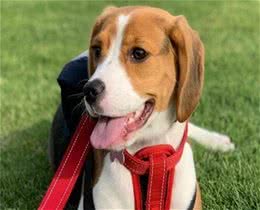 宠物级比格犬多少钱一只