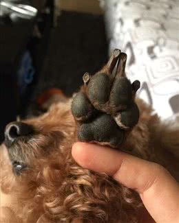 狗狗湿疹反复烦人？其实预防最重要，并且主人重点注意狗的脚