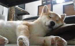 狗狗的各种睡觉姿态大解密！