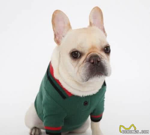 如何区分纯种法国斗牛犬？关键看这5点，别被骗了