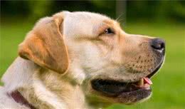 适合家养的大型犬排名，特别适合楼房饲养的大型犬有你家宝贝吗
