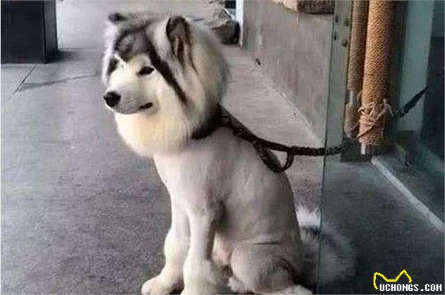 狗狗是如何找出自己的主人？经过这4点辨认