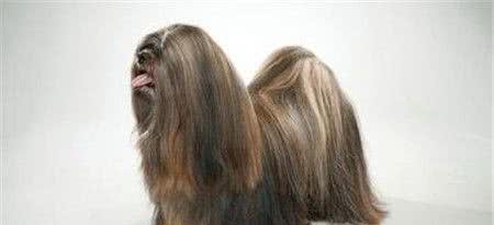 拉萨犬掉毛程度换毛季节掉毛十分厉害