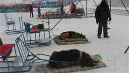 可怜雪橇犬拉客跑一圈只收10块，每天只有几颗馒头和剩下的骨头
