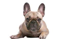 养一只斗牛犬的真实经历，真不是你想养就能够养的，爱洁净的人慎养