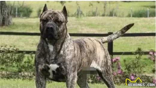 这10种著名的巨型犬,知道3个以上,算你厉害