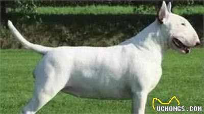 这10种著名的巨型犬,知道3个以上,算你厉害