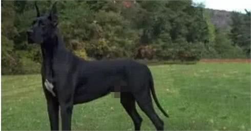 这10种著名的巨型犬,知道3个以上,算你厉害