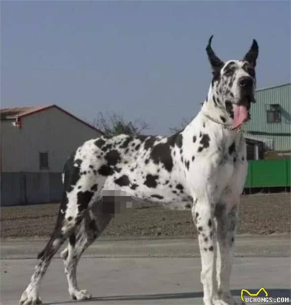 这10种著名的巨型犬,知道3个以上,算你厉害