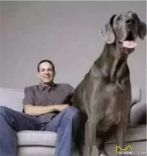 这10种著名的巨型犬,知道3个以上,算你厉害