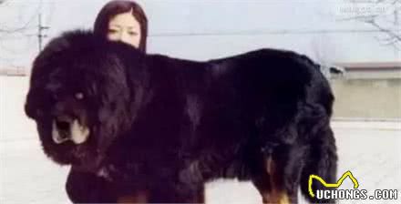 这10种著名的巨型犬,知道3个以上,算你厉害