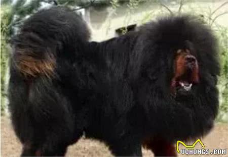 这10种著名的巨型犬,知道3个以上,算你厉害