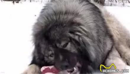 这10种著名的巨型犬,知道3个以上,算你厉害