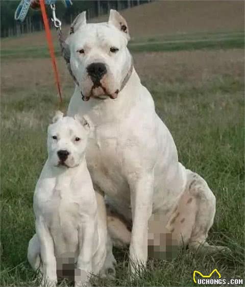 这10种著名的巨型犬,知道3个以上,算你厉害