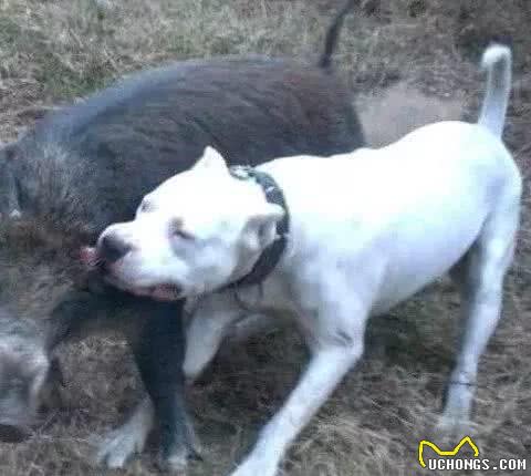 这10种著名的巨型犬,知道3个以上,算你厉害