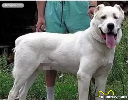 这10种著名的巨型犬,知道3个以上,算你厉害