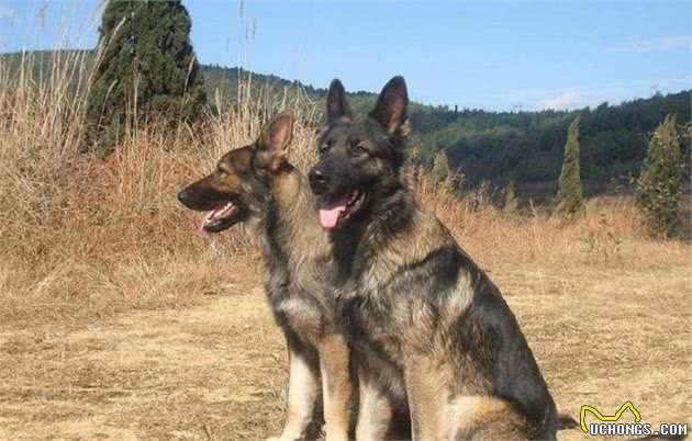 中国的本地犬，昆明犬优点很多，很受大家的喜欢