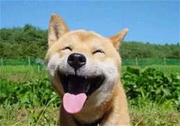 主人回到家的那一刻，狗狗干吗兴奋？原因有几个