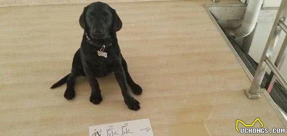 当狗狗犯错了，各路铲屎官都会怎么制裁狗狗呢？