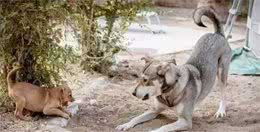 当狗狗出现这些动作时，说明想跟你玩哦