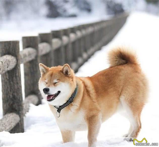 世界最贵的十个犬品种
