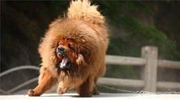 世界最贵的十个犬品种