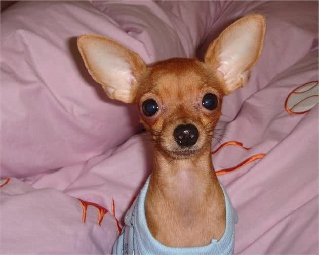 5种适合家养的小型犬，杜宾、泰迪犬上榜，看看你家的在吗