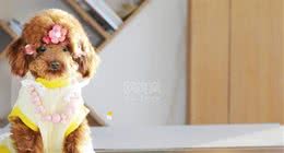 让泰迪狗乖巧听话的训练方法