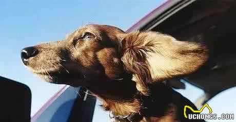 知|犬晕车怎么办？