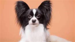 宠物狗图鉴：一分钟带你了解国内各大热门犬种