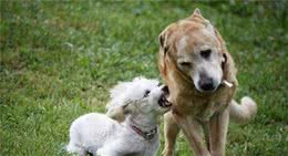 狗狗打架什么原因，主人要分清楚是真正打架还是玩，才能好管教